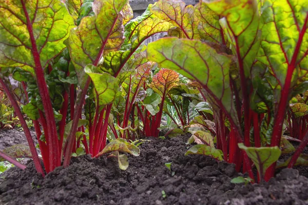 Bahçede büyüyen kırmızı pancar
