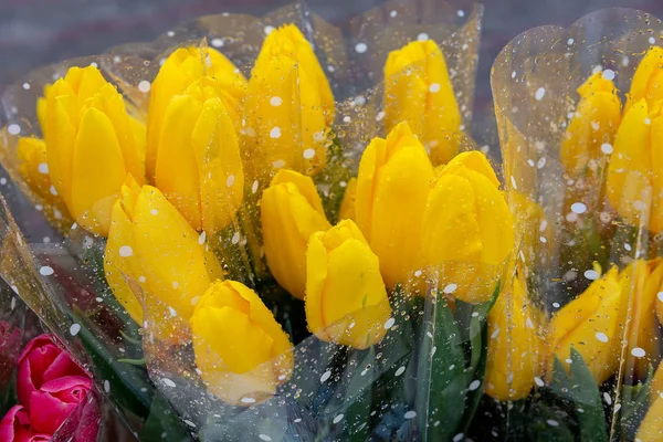 Beautiful fresh yellow for women on mother\'s day tulips outdoors. Raindrops lie on a bouquet of tulips. Selective focus.