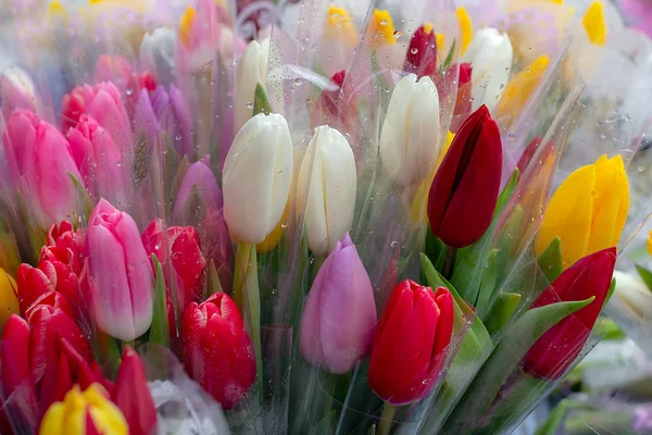 Hermosos Tulipanes Frescos Multicolores Para Las Mujeres Día Madre Marzo — Foto de Stock