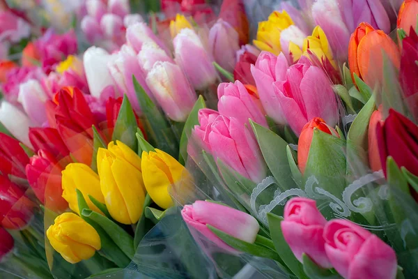 Hermosos Tulipanes Frescos Multicolores Para Las Mujeres Día Madre Marzo — Foto de Stock