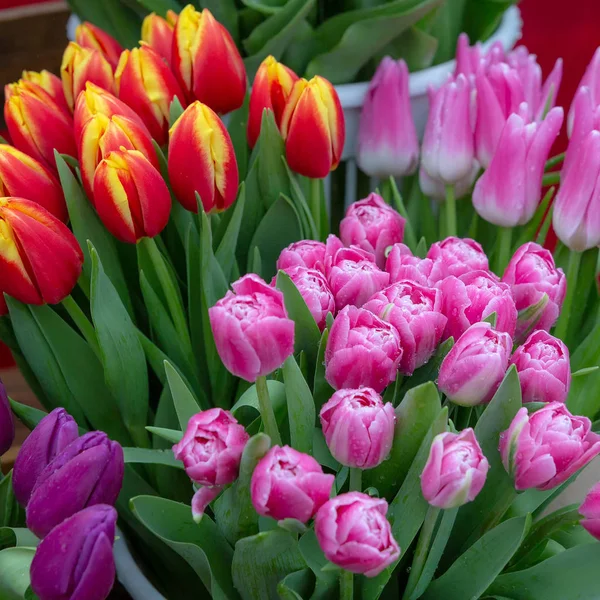 Beautiful fresh multi-colored tulips for women on mother\'s Day, March 8 outdoors. Raindrops lie on a bouquet of tulips. There are a variety of varieties of tulips. Selective focus.