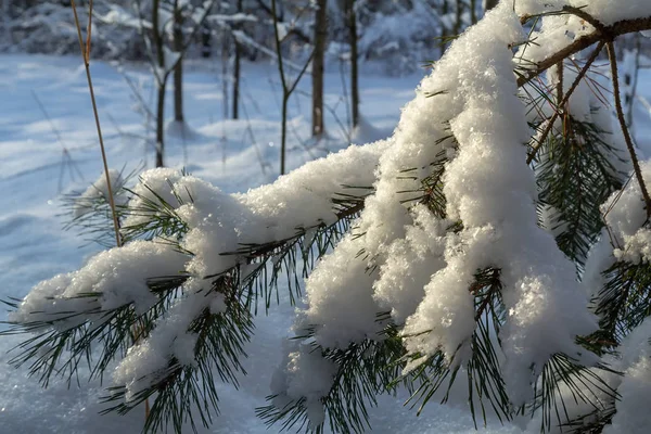 Winter achtergrond heeft een pine tak. — Stockfoto