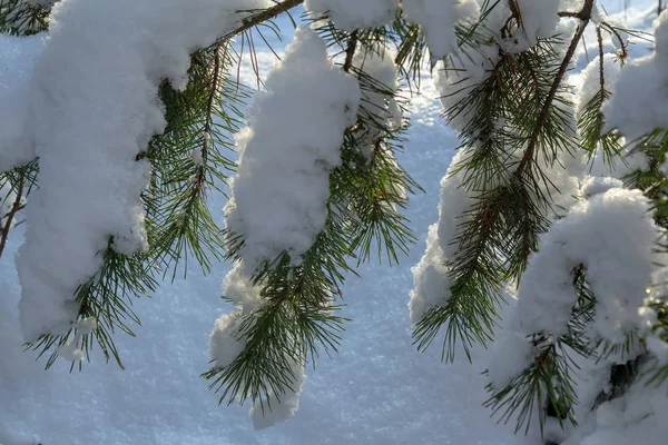 Winter achtergrond heeft een pine sneeuw bedekte tak. — Stockfoto