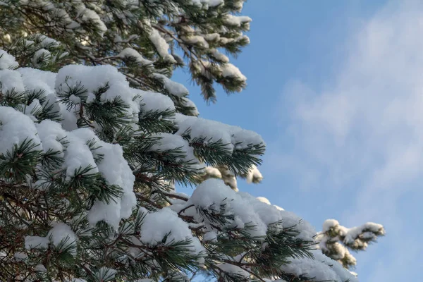Pine sneeuw bedekte tak tegen de blauwe hemel. — Stockfoto