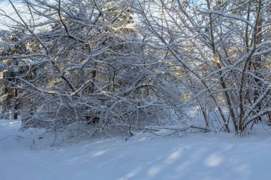 Yoğun kar yağışı sonra kış manzarası