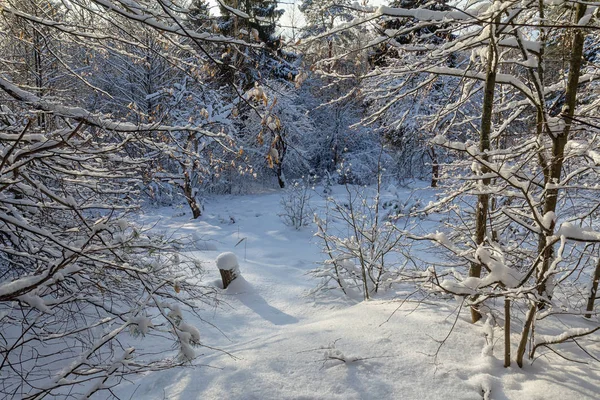 Beautiful forest glade in a snowy forest