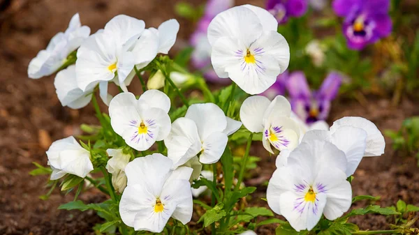 Viola Beyaz Beyaz Çiçekler Park Tasarım Viyola Için Güzel Beyaz — Stok fotoğraf