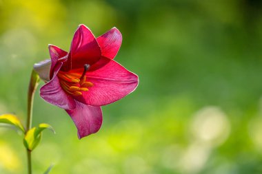 Bahçe, yakın çekim mor Lily. Bir Lily çiçek mor. Yeşil arka plan bulanık. Uzay kopyalayın. Katalog için uygundur. Metin için yer