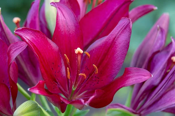 stock image Purple Lily in the garden, close-up. One Lily flower purple. Blurred background. Copy space. Suitable for catalog. Place for text