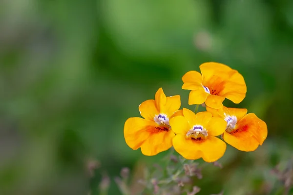 Tuinieren Landschapsarchitectuur Bloeiende Geeloranje Nemesis Heldere Kleurrijke Bloemen Gebruikt Voor — Stockfoto