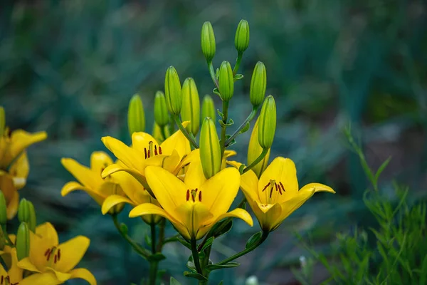 Lírio Amarelo Jardim Close Inflorescência Amarela Lily Fundo Desfocado Espaço — Fotografia de Stock