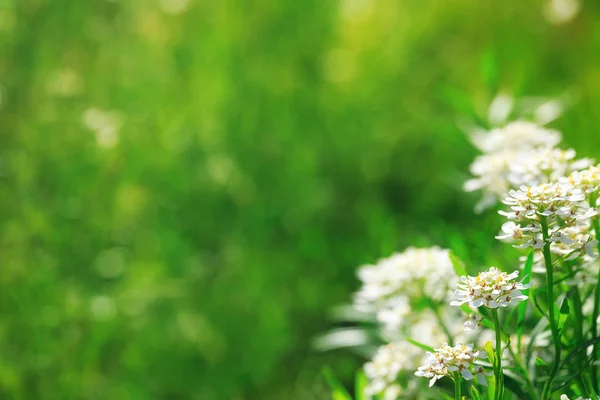 庭に咲く豪華な白いシモツケ 緑背景をぼかした写真の白い春の花 美しい春の背景は カタログ ウェブサイト デザインに適しています 空きがあります — ストック写真