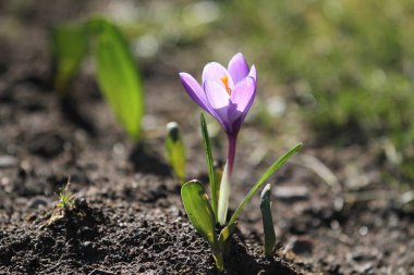 Muhteşem leylak Crocus bahçede çiçek açar. Çuha çiçeği, soğan kullanılmaktadır peyzaj tasarım. Bir güzel mor çiçek contra ışık arka plan bulanık. Herhangi bir tasarım için katalog için uygundur..