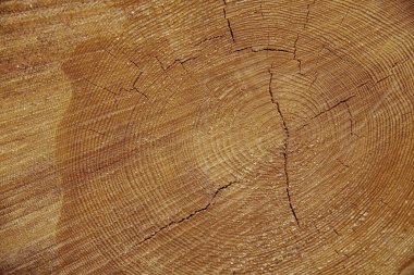 Taze kesilmiş çam kesim üzerinde doku. Taze kesilmiş çam yıllık halkalar. Yatay ahşap arka plan. Yüksek çözünürlük doku nedir.