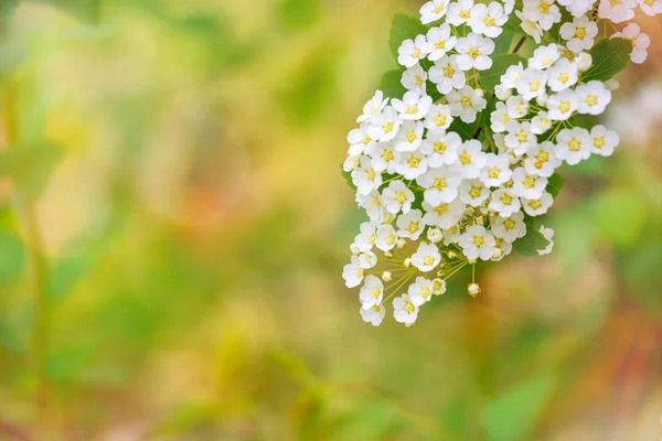 春の背景 緑背景に白い花 緑のぼかした背景に咲くシモツケ 自然の概要光 テキスト用のスペースはたっぷり 選択と集中 — ストック写真