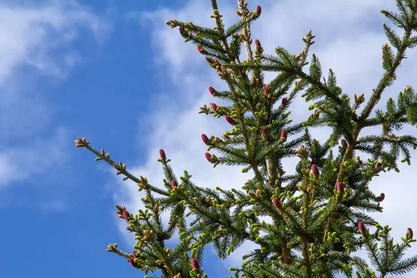 Toppen Granen Mot Den Blå Himlen Har Vackra Unga Röda — Stockfoto