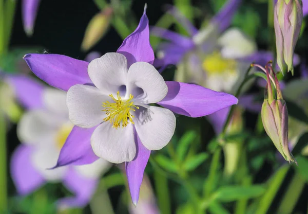 Columbine Mavi Çiçekler Peyzaj Tasarımında Kullanılır Columbine Çiçek Tomurcuk Çiçek — Stok fotoğraf