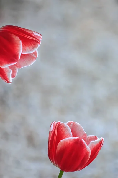 Dos Hermosos Tulipanes Rojos Están Sobre Fondo Gris Borroso Mucho — Foto de Stock
