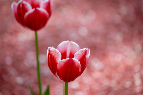 Dos Hermosos Tulipanes Rojos Están Sobre Fondo Rojo Borroso Mucho — Foto de Stock