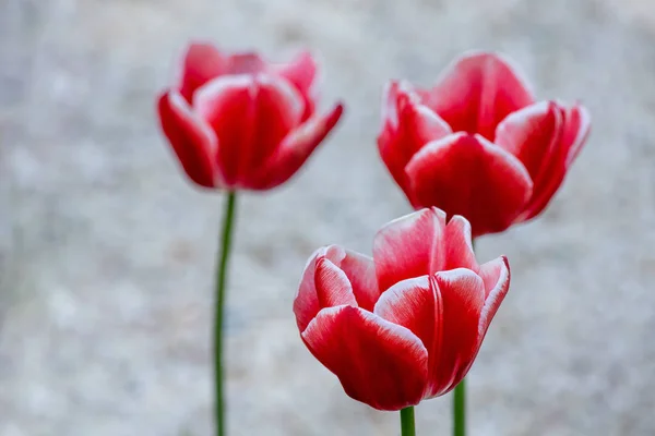 Tres Adorables Tulipán Rojo Tiene Sobre Fondo Gris Borroso Mucho — Foto de Stock