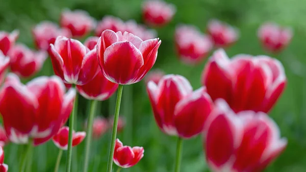 Hermosos Tulipanes Blancos Rojos Sobre Fondo Borroso Verde Fondo Primavera — Foto de Stock