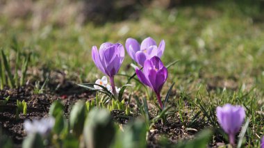 Muhteşem leylak Crocus bahçede çiçek açar..