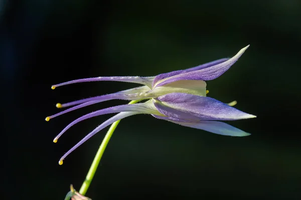 Цветущий сине-фиолетовый цветок Aquilegia laramiensis — стоковое фото