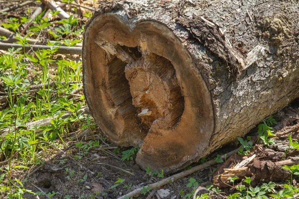 Tronco Abete Rosso Marcio Trova Sul Sito Abbattere Gli Alberi — Foto Stock