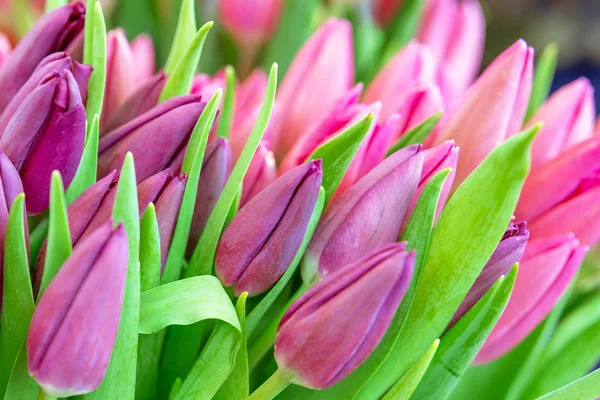 Hermoso Fondo Tulipanes Rosados Frescos Patrón Flores Rosadas Tulipanes Rosados — Foto de Stock