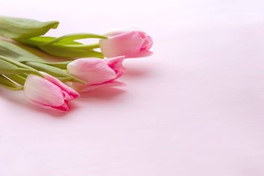 güzel hassas Lale ile pembe arka plan