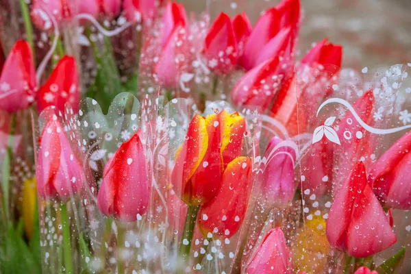 Tulipanes rojos y rosados en un ramo . — Foto de Stock