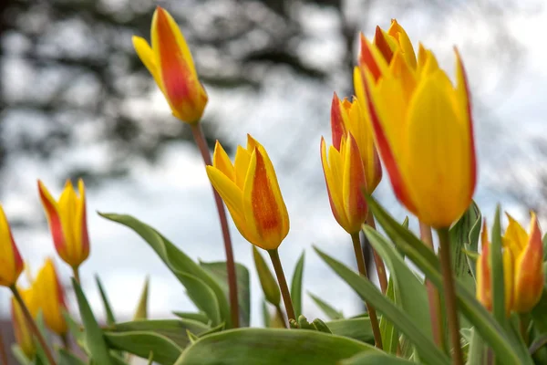 Hermosos tulipanes amarillo-rojos — Foto de Stock