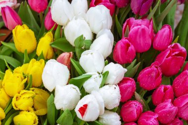 Güzel taze çok renkli Lale