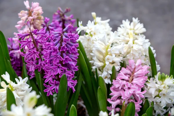 Krásné svěží růžové, bílé a lila hyacinty — Stock fotografie