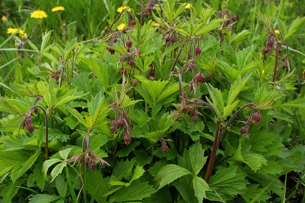 Geum Urbanum durante la floración . — Foto de Stock