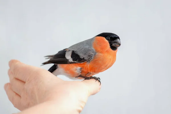 Red-bellied mužské Hýl v ruce — Stock fotografie