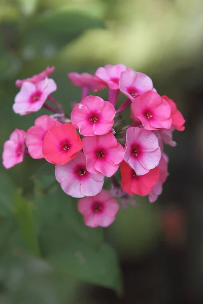 Flor Phlox rosa en el jardín — Foto de Stock