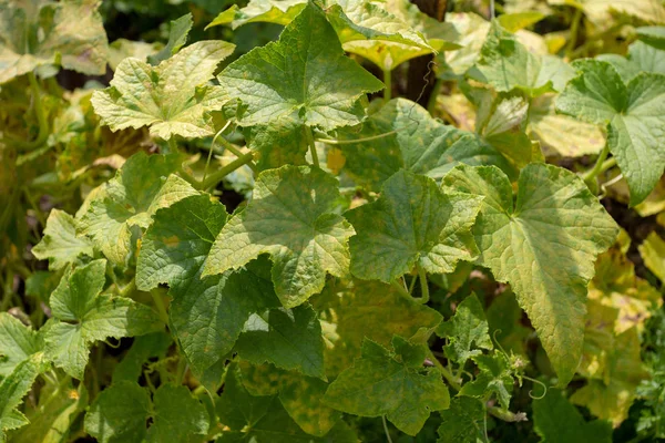 The disease of cucumber downy mildew.