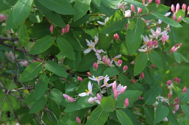 Hanımeli yenmez 's.