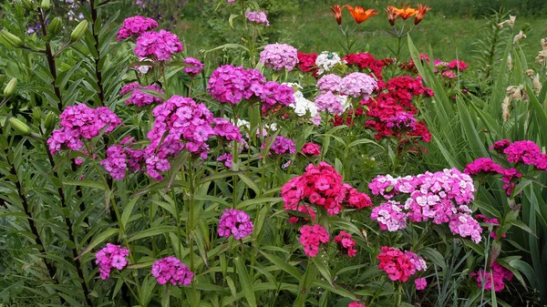 Blooming Turkish carnation, mix colors. Royalty Free Stock Images