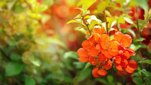 Flores vermelhas de primavera do marmelo japonês . — Fotografia de Stock