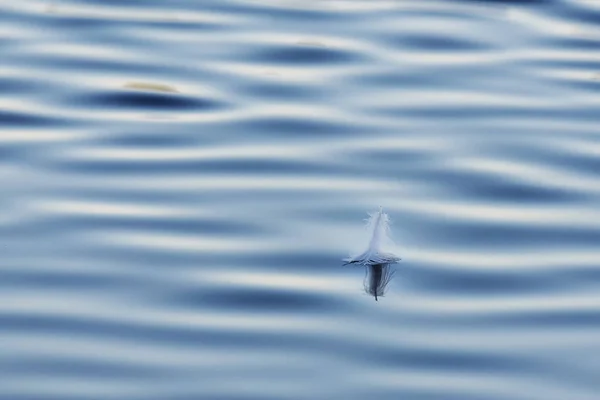 水面上的天鹅羽毛 — 图库照片