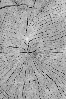 Kesme de taze kesilmiş bir ağacın dokusunu çapraz.
