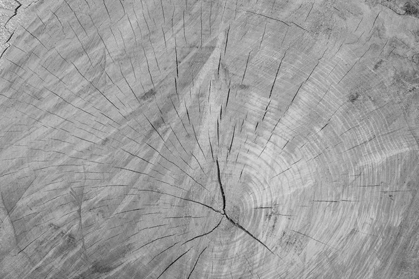 Поперечна текстура зі свіжообрізаної деревини . — стокове фото