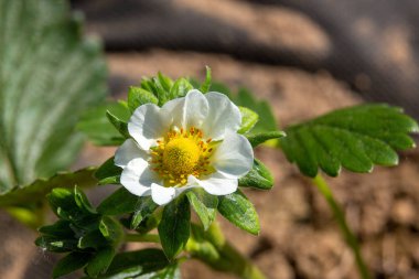 büyük meyveli çilek güzel çiçek