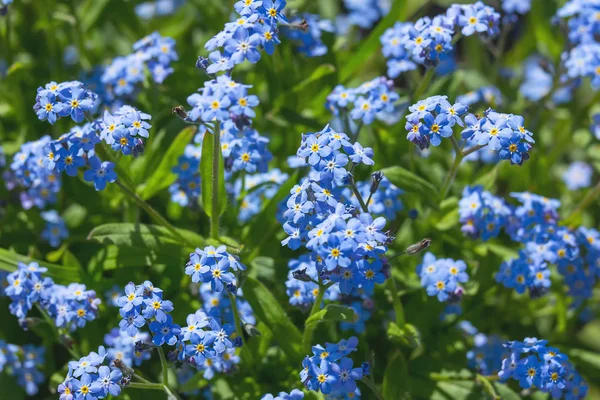 青い花は忘れ去るミオソティスのアーベンシス — ストック写真