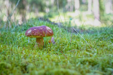Yenilebilir mantar boletus edulis