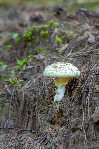 Houby nejedlé houby Amanita Muchomůrka — Stock fotografie