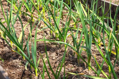 Kış sarımsağı. Sarı yaprak, sarımsak hastalıkları.