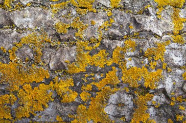 Huş ağacı kabuğu, yosun ve liken dokusu.